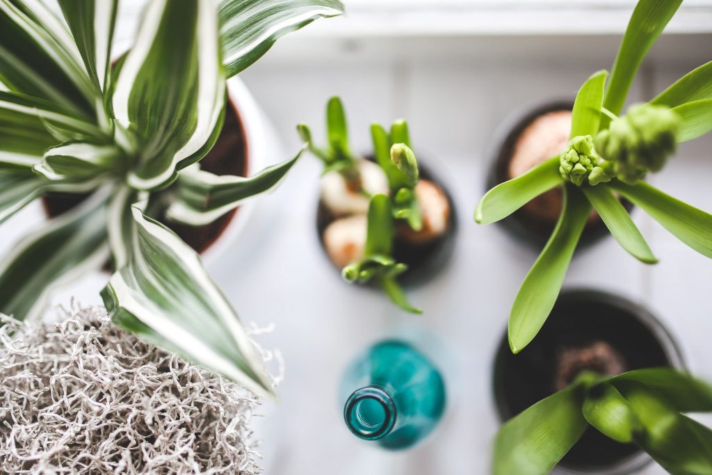 Succulents and indoor plants can filter toxins in the air in your home.