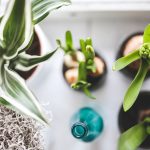 Plants That Clean the Air in Your Home