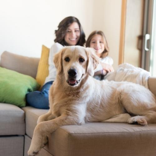 Pet Odor Removal Cleaning Services in the Twin Cities, MN